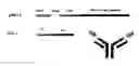 Fig. 01 - Compositions and methods for cancer immunotherapy