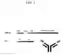 Fig. 02 - Compositions and methods for cancer immunotherapy