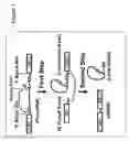 Fig. 02 - Nonsense suppression and genetic codon alteration by targeted modification