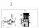 Fig. 06 - Nonsense suppression and genetic codon alteration by targeted modification