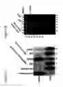 Fig. 08 - Nonsense suppression and genetic codon alteration by targeted modification