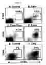 Fig. 06 - Methods for isolating t cells and uses thereof