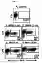 Fig. 07 - Methods for isolating t cells and uses thereof