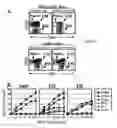 Fig. 10 - Methods for isolating t cells and uses thereof
