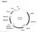 Fig. 05 - Method for linking sequences of interest