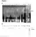 Fig. 06 - Method for linking sequences of interest