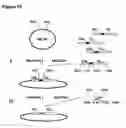 Fig. 12 - Method for linking sequences of interest