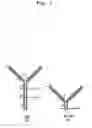 Fig. 02 - Bivalent IgY antibody constructs for diagnostic and therapeutic applications