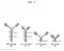 Fig. 03 - Bivalent IgY antibody constructs for diagnostic and therapeutic applications