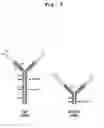 Fig. 04 - Bivalent IgY antibody constructs for diagnostic and therapeutic applications
