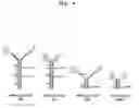 Fig. 05 - Bivalent IgY antibody constructs for diagnostic and therapeutic applications