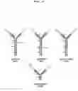 Fig. 07 - Bivalent IgY antibody constructs for diagnostic and therapeutic applications