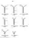 Fig. 08 - Bivalent IgY antibody constructs for diagnostic and therapeutic applications