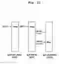 Fig. 13 - Bivalent IgY antibody constructs for diagnostic and therapeutic applications