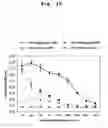 Fig. 20 - Bivalent IgY antibody constructs for diagnostic and therapeutic applications