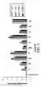 Fig. 03 - Methods of depleting antibodies directed towards major histocompatibility complex
