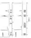 Fig. 03 - Polysaccharide-staphylococcal surface adhesin carrier protein conjugates for immunization against nosocomial infections