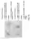 Fig. 11 - Polysaccharide-staphylococcal surface adhesin carrier protein conjugates for immunization against nosocomial infections