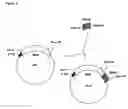 Fig. 04 - Chimeric proteins that induce effects directed against viruses