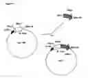Fig. 05 - Chimeric proteins that induce effects directed against viruses