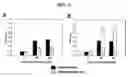 Fig. 06 - Cell surface expression vector of parvovirus antigen and microorganisms transformed thereof