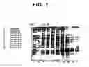 Fig. 02 - Recombinant protective protein from 