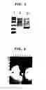Fig. 03 - Recombinant protective protein from 