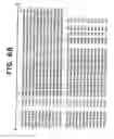 Fig. 07 - Recombinant protective protein from 