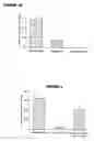 Fig. 05 - Glucan-based vaccines