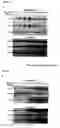 Fig. 07 - Method for stimulating angiogenesis and wound healing