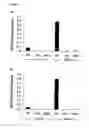 Fig. 11 - Method for stimulating angiogenesis and wound healing