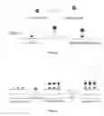 Fig. 02 - Engineered Biological Matrices