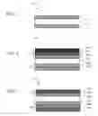 Fig. 06 - Method of making a polarizer plate
