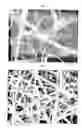 Fig. 05 - Emulsion-based control of electrospun fiber morphology