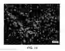Fig. 18 - Block copolymer particles