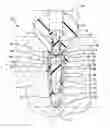 Fig. 01 - Force distributing dental implant assembly