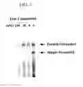 Fig. 03 - Quantitative assay for detection of newly synthesized RNA in a cell-free system and identification of RNA synthesis inhibitors