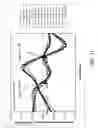 Fig. 33 - Probes and methods for hepatitis C virus typing using multidimensional probe analysis