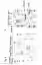 Fig. 08 - Complement inhibitors