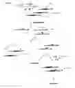 Fig. 03 - Method and kit for primer based multiplex amplification of nucleic acids employing primer binding tags