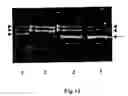 Fig. 35 - Method