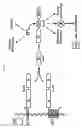 Fig. 07 - LuxO-sigma54 interactions and methods of use