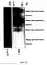 Fig. 13 - Modulators of tissue regeneration