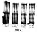 Fig. 06 - Thermostable reverse transcriptases and uses thereof