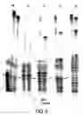 Fig. 07 - Thermostable reverse transcriptases and uses thereof