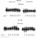 Fig. 13 - Thermostable reverse transcriptases and uses thereof