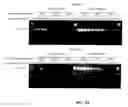 Fig. 16 - Thermostable reverse transcriptases and uses thereof