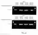 Fig. 17 - Thermostable reverse transcriptases and uses thereof