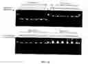 Fig. 20 - Thermostable reverse transcriptases and uses thereof