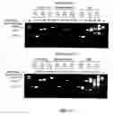 Fig. 23 - Thermostable reverse transcriptases and uses thereof